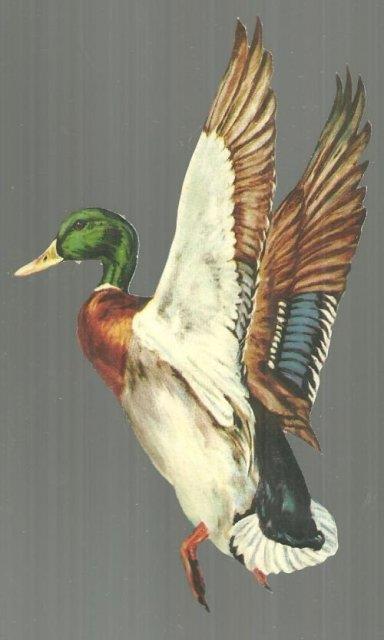 Image for VINTAGE CUT OUT OF MALLARD DUCK IN FLIGHT